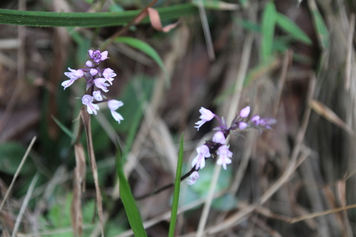 Stenoglottis longifolia, photograph 1