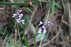 Stenoglottis longifolia, photograph author not stated, no rights reserved