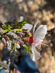 Prunus korshinskyi