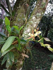 Rhynchostele maculata