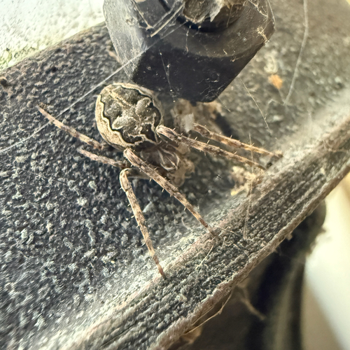 Grey Cross Spider