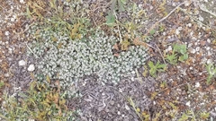 Guilleminea densa