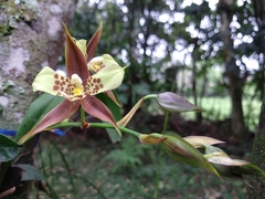 Rhynchostele maculata