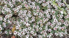 Guilleminea densa