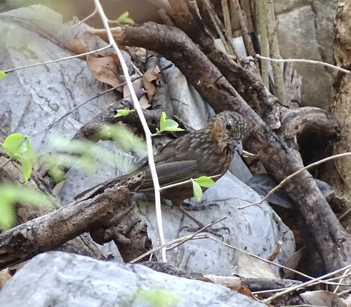 Rufous Limestone Babbler (Gypsophila calcicola), photo 7