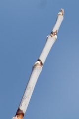 Acer negundo violaceum