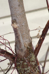 Acer negundo violaceum