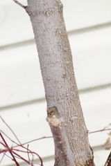 Acer negundo violaceum