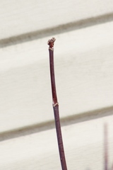 Acer negundo violaceum