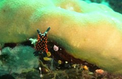 Nembrotha