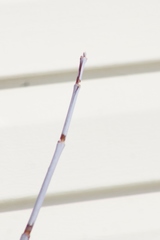 Acer negundo violaceum