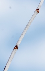 Acer negundo violaceum