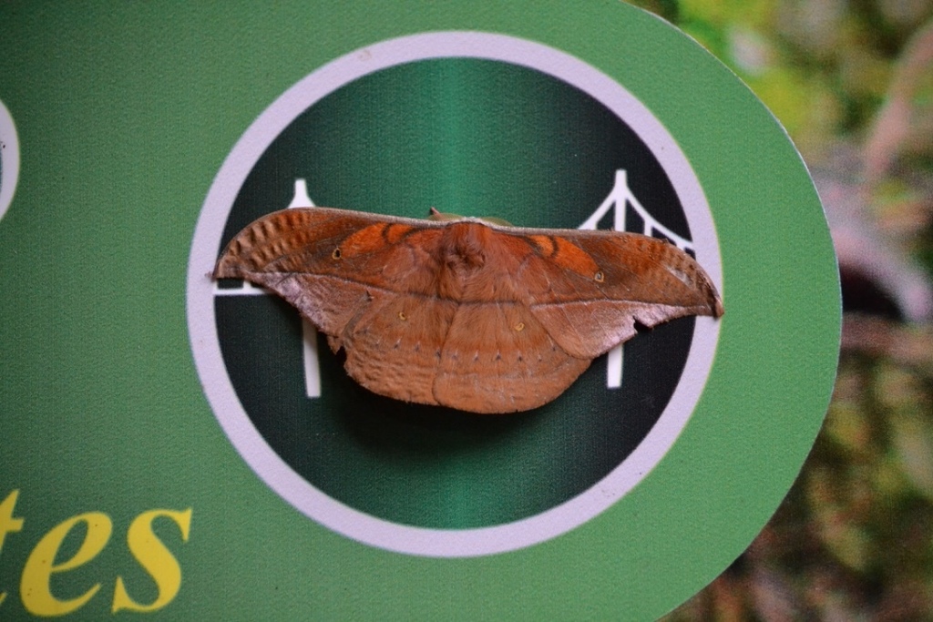 Copaxa rufinans