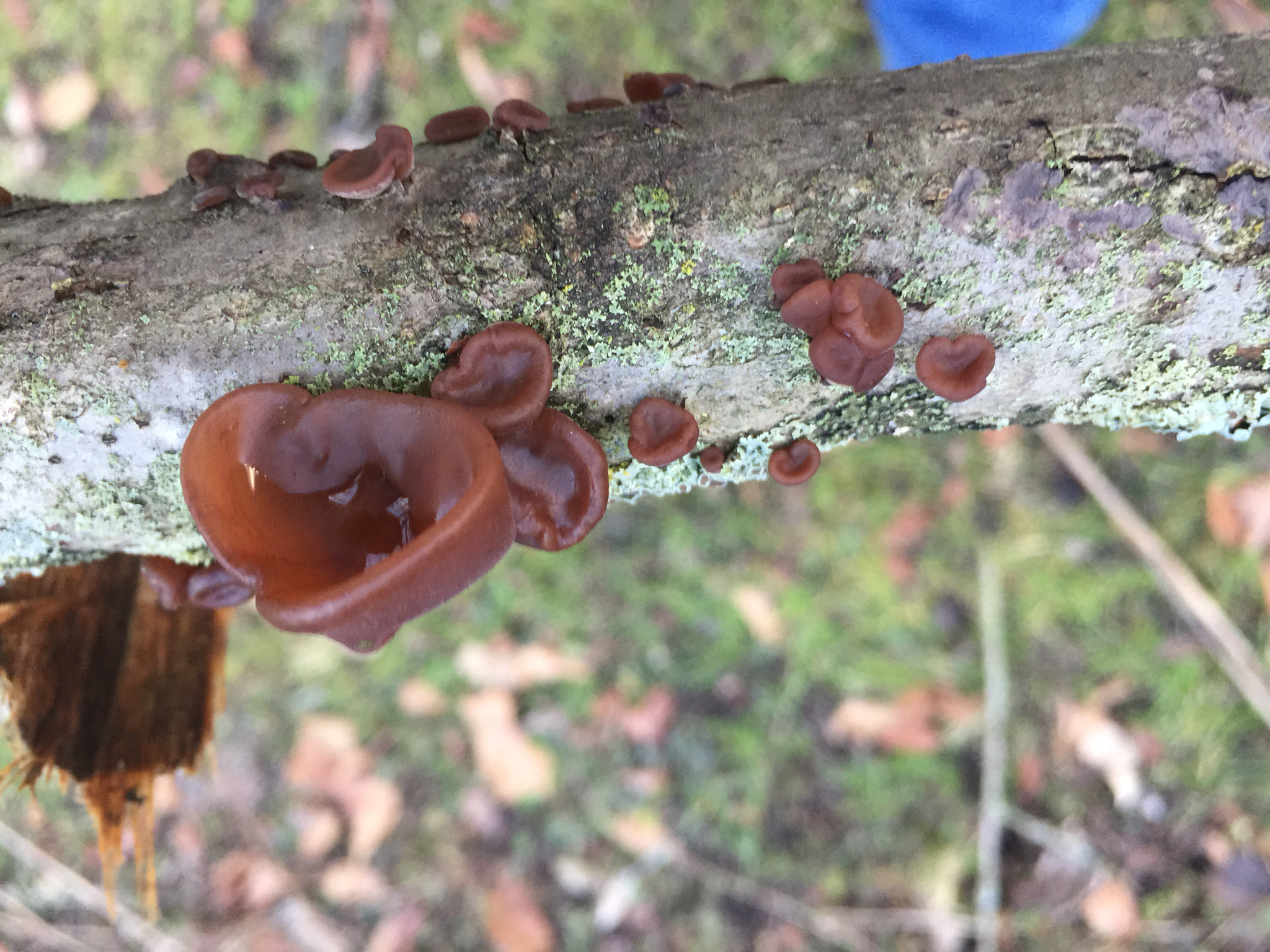 Auricularia americana image