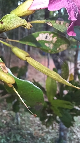 Tabebuia revoluta