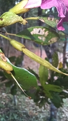Tabebuia revoluta