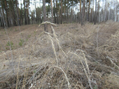 Siberian Wild Rye (Elymus sibiricus)