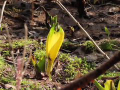 Lysichiton americanus