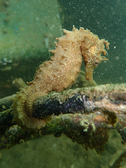 Hippocampus guttulatus