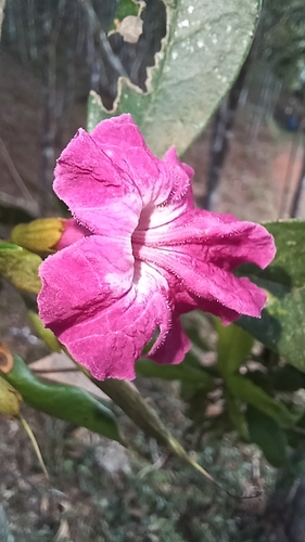 Tabebuia revoluta, photograph 1
