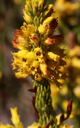 Gold Heath (Erica parilis)