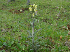 Pedicularis tristis