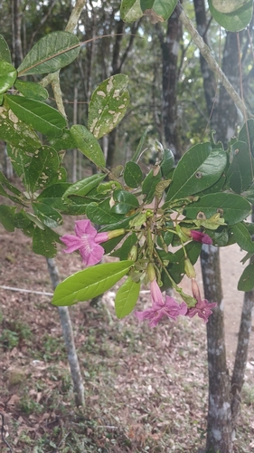 Tabebuia revoluta, photograph 4