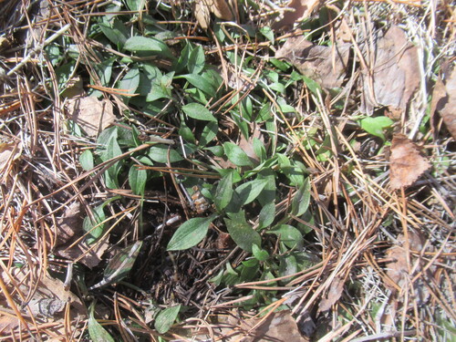 lesser rattlesnake plantain (Goodyera repens)