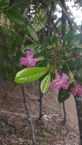 Tabebuia revoluta, photograph 5