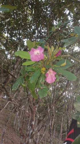 Tabebuia revoluta, photograph 6