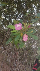 Tabebuia revoluta, photograph (c) Mario Guzmán, some rights reserved (CC BY)
