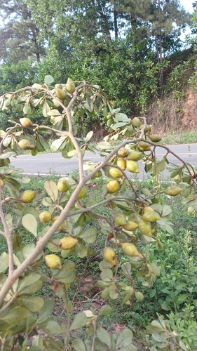 Terminalia tetraphylla, photograph 2
