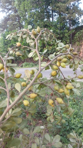 Terminalia tetraphylla, photograph 3