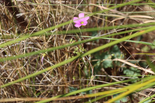 Biffed Sorrel (Oxalis bifida)