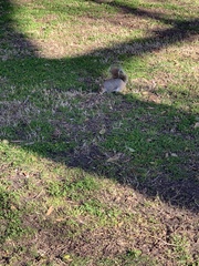 Sciurus carolinensis