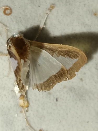Cucumber Moth