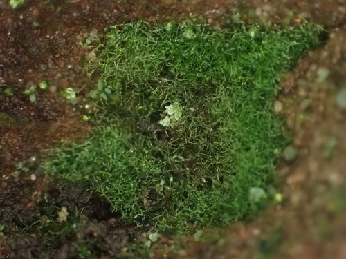 Killarney fern (Vandenboschia speciosa)