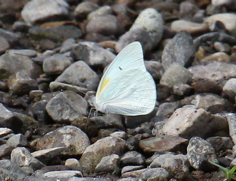 Antillean White