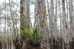 Cyrtopodium punctatum