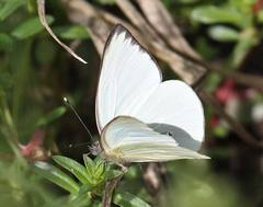 Ascia monuste eubotea