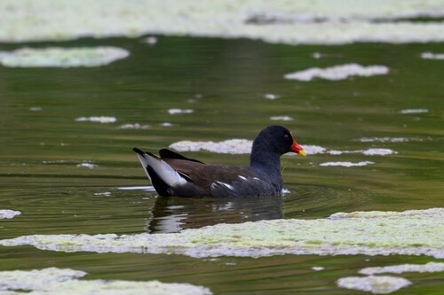 Eurasian Moorhen