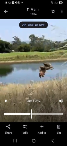 iNaturalist image