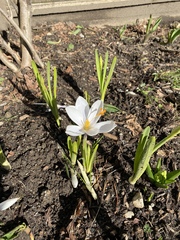 Crocus vernus