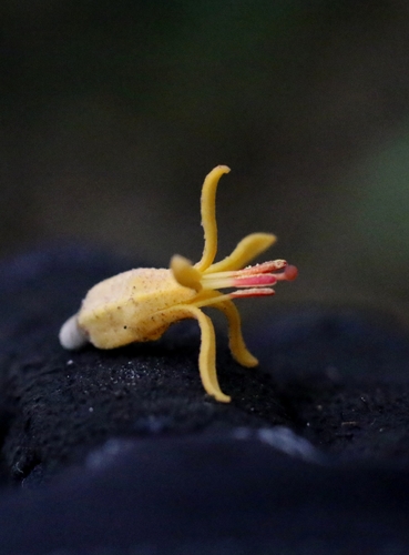 Dendrophthoe pentandra, photograph 4