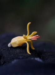 Dendrophthoe pentandra, photograph author not stated, no rights reserved