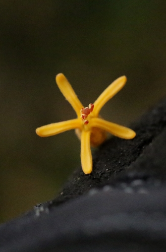 Dendrophthoe pentandra, photograph 5