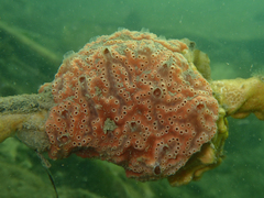 Aplidium nordmanni