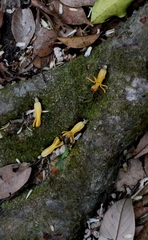 Dendrophthoe pentandra, photograph author not stated, no rights reserved