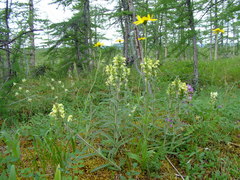 Pedicularis tristis