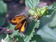 Choranthus vitellius